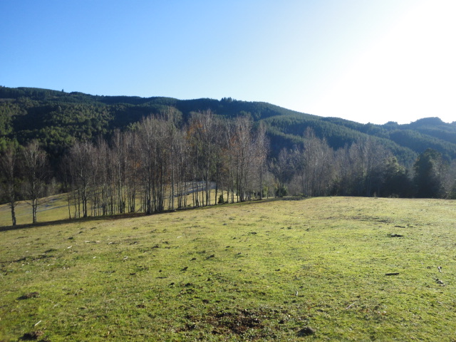 Vendo campo de 18 hectáreas del sector Reumén en la comuna de Paillaco