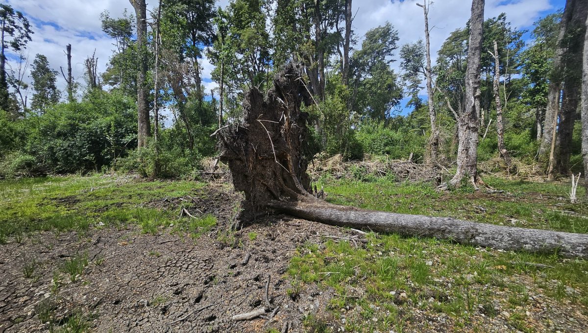 bf59c57f-868c-4d10-b98e-4095a75f8318